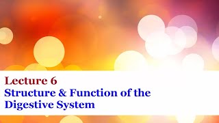 Lecture 6  Structure and Function of the Digestive System [upl. by Gnues]