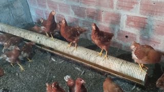 Mira la manera de criar a tus gallina ponedoras en galpón cría de gallinas Cómo cuidar a tus gallina [upl. by Georgie334]