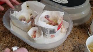 Hand feeding baby cockatiels from 2 hours old to 2 weeks old [upl. by Zeb259]