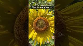 What real America is 🇺🇸indianvlogger summer farming shorts youtubeshortsvideo [upl. by Ailemaj]