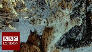 Wildlife photography exhibition at the Natural History Museum – BBC London [upl. by Franckot]