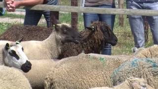 schapen boederij 2017 Texel [upl. by Moclam]