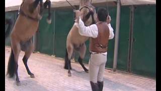 HastaLuego Spectacle Equestre quot Clip quot [upl. by Castra645]