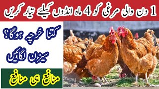 How much cost For 1 day female chick to 5 month egg laying hen total fisibility report  By DrSaad [upl. by Htebasil992]