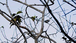 BALANÇA RABO DE MÁSCARA Canto Agitado POLIOPTILA DUMICOLA MASKED GNATCATCHER SEBINHO AZULADO [upl. by Netsoj]