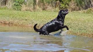 Black Labradors swimming BEAUTIFUL [upl. by Enened]