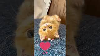 Minty vs Other Cats Which is the FUNNIEST  Funny Cat  Funny Minty🐱😂 cat funnycat Shorts [upl. by Durwin424]