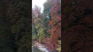 🍁AUTUMN Colors who doesnt love it switzerland Langnau Am Bis [upl. by Sair857]