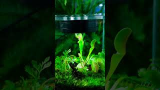 sharing this dly trap easting bugs moss Carnivorous plant terrarium [upl. by Akimehs]