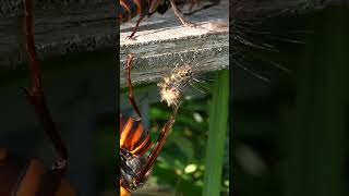 Reckless Caterpillar Dares to Taunt Giant Hornets [upl. by Ibbor]