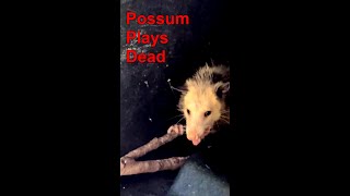 Possum Plays Dead [upl. by Nuy]