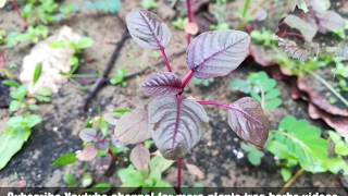 Red spinach Amaranthus dubiusChinese spinachspleen amaranth hontoimoi yin choy hsien tsai [upl. by Mallory]