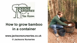 Planting Bamboo in Containers [upl. by Trotter]