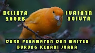 Master Burung kenari Juara Lapangan Bikin Semua Burung Emosi [upl. by Acinoryt]