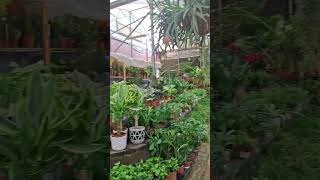 KiliyeARMNevezeev Plant Nursery [upl. by Cecelia]