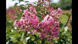 LILAS DES INDES LES MEILLEURES VARIÉTÉS DE LAGERSTROEMIA DES NOUVEAUTÉS ET QUELQUES MOTS D’HISTOIRE [upl. by Varion]