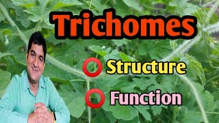 Trichomes structure and function trichomes trichomesstructureandfunction tissue protectivetissue [upl. by Little594]