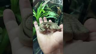 Serpiente come huevos Dasypeltis Fasciata DasypeltisFasciata snakebite snake [upl. by Nuawaj]