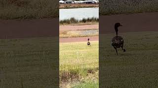 Australian shelduck [upl. by Keary]