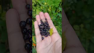 Huckleberries grown at my garden viralvideo shorts shortvideo trending short trendingshorts [upl. by Ydiarf391]