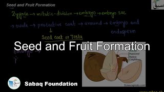 Seed and Fruit Formation Biology Lecture  Sabaqpk [upl. by Ellehcram]