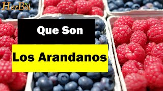 Que son los Arandanos Para que sirven los Arandanos │Naturismo Herbol [upl. by Shanleigh581]