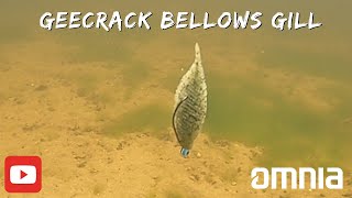 Geecrack Bellows Gill  This bait is the Juice  Full Bait Review and Rigging Breakdown [upl. by Eliam]