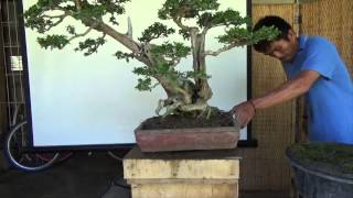 Bonsai Tutorials for Beginners How to Prepare Bonsais for Show [upl. by Vinay]