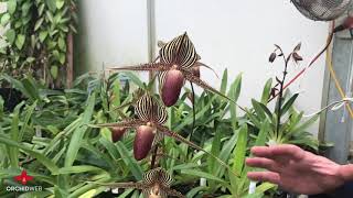 OrchidWeb  Paphiopedilum rothschildianum [upl. by Polito674]