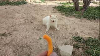 Feeding cute Persian cat pets [upl. by Morgenthaler]