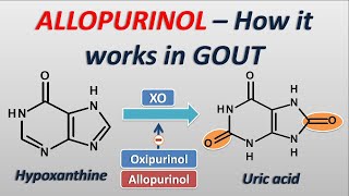 Allopurinol  How it works in treatment of GOUT [upl. by Arther262]