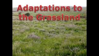 Grassland Adaptations [upl. by Euton]