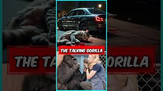 பேசும் GORILLA KOKO‼️🤯 gorilla koko monkey facts [upl. by Ecinev]