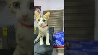 What a gentleman ❤️ cat bestcatvideos [upl. by Jock]