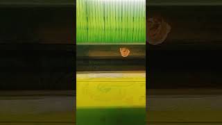 Latest green silk saree making using maggam work saree silksaree handloom traditionalweaves [upl. by Ayanahs]