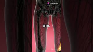 Understanding the Joints of the Lower Limb LowerLimbJoints HipJoint KneeJoint AnkleJoint [upl. by Anahsat671]