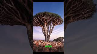 Dragon blood tree in a desert landscape shorts dragon tree zhfactszone [upl. by Harbot754]