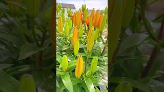 Blooming Lilies siberian candlestick lily blooming flowers garden gardening colorful [upl. by Nostrebor]