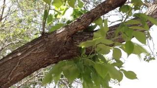 Assessing your ash tree for EAB [upl. by Eldwun]