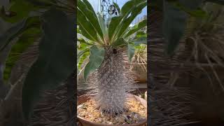 Pachypodium namaquanum quotBottle Boomquot [upl. by Hersch227]