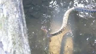 WATER MOCCASIN IN THE CREEK [upl. by Annairam]