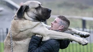 The BIGGEST dog in the UK  THE FEARSOME TURKISH MALAKLI  Anatolian Lion [upl. by Anoyet]