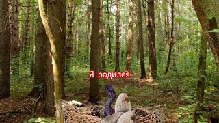 Я первый раз родился за дилку в The isli evrima [upl. by Alekahs]