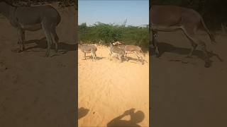 donkeys donkey animals funny comedy [upl. by Hannasus]