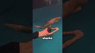 Swimming With Sharks [upl. by Ecnarf]