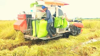 Adorable Kubota Harvest Machine Cuts Rice in Water Farm Machinery in Action [upl. by Angelo]