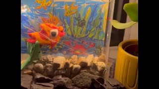 Cute aquarium made by plastic packet you tube video  trending video  school DIY art and craft [upl. by Nordna46]