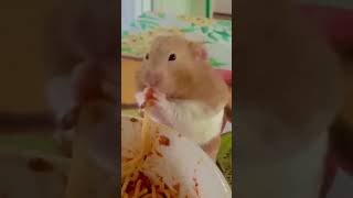 Le gourmand 😡 pourvoustous comedy funny humour pourtoi viral [upl. by Tobye]