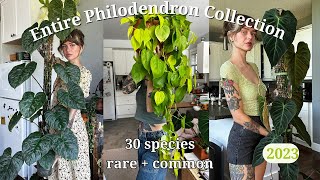 🚨 ranking my entire philodendron collection  30 species rare  common 🌿 my favourite genus [upl. by Juliet]