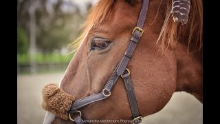 Micklem Bitless Bridle le bridon révolutionnaire [upl. by Kcor]